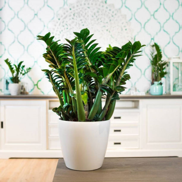 Замиокулькас Зензи d9 см от магазина ЛесКонПром.ру