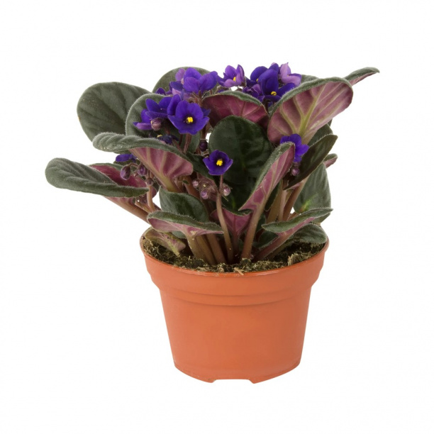 Фиалка микс d12 см от магазина ЛесКонПром.ру