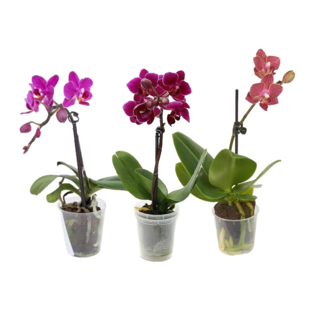 Фаленопсис микс 1 стрелка d6 см от магазина ЛесКонПром.ру