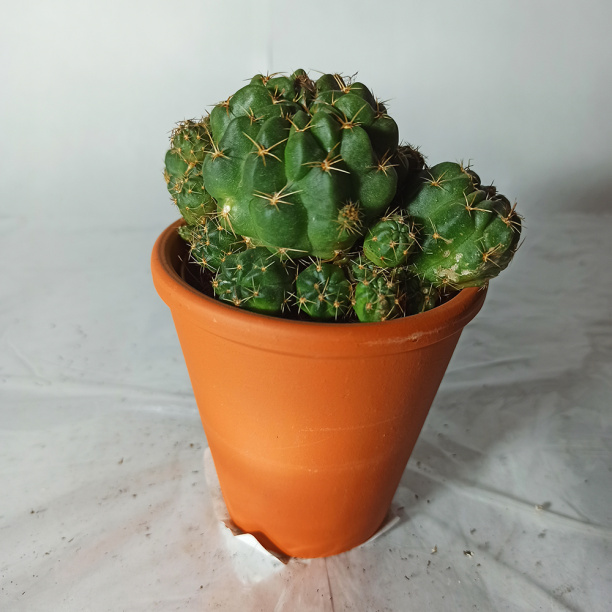 Кактус Микс d10 см от магазина ЛесКонПром.ру