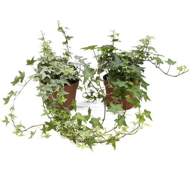 Плющ (хедера) микс d12 см от магазина ЛесКонПром.ру