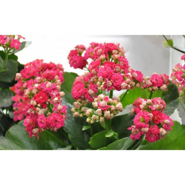 Каланхоэ d12 см от магазина ЛесКонПром.ру