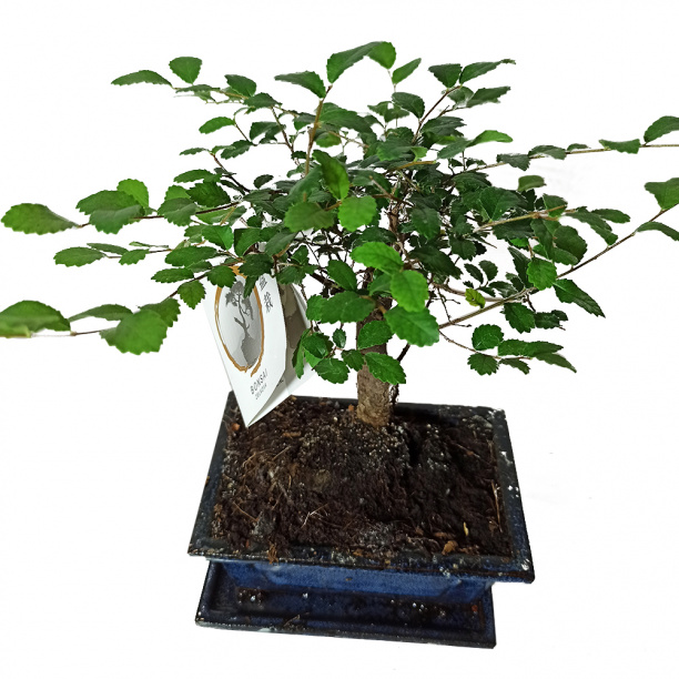 Бонсай микс d15 см от магазина ЛесКонПром.ру