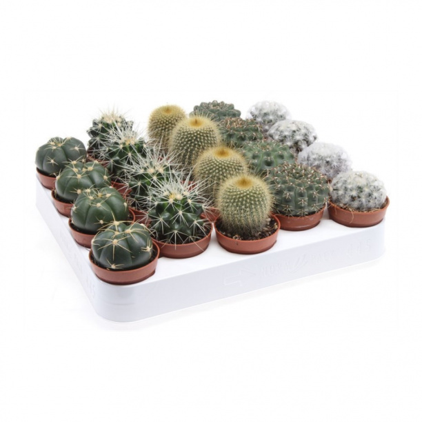 Кактус микс шар d5 см от магазина ЛесКонПром.ру