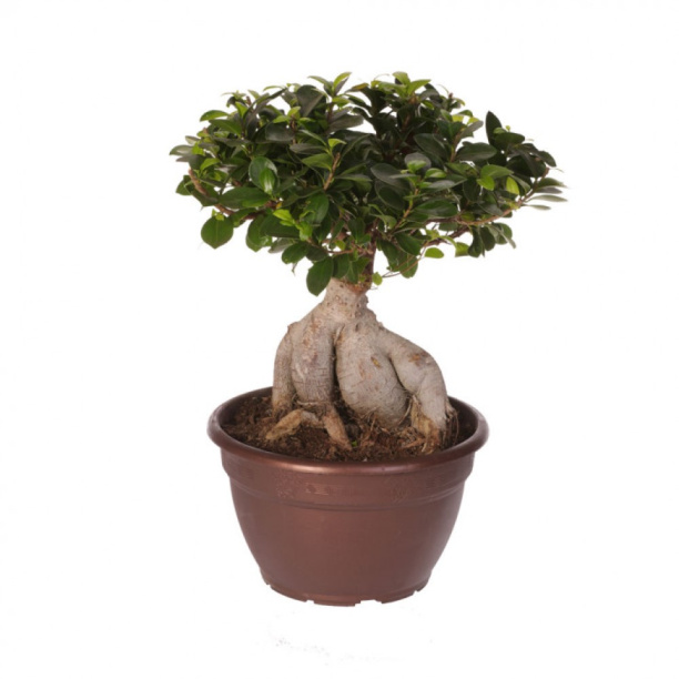 Бамбук лаки спираль от магазина ЛесКонПром.ру