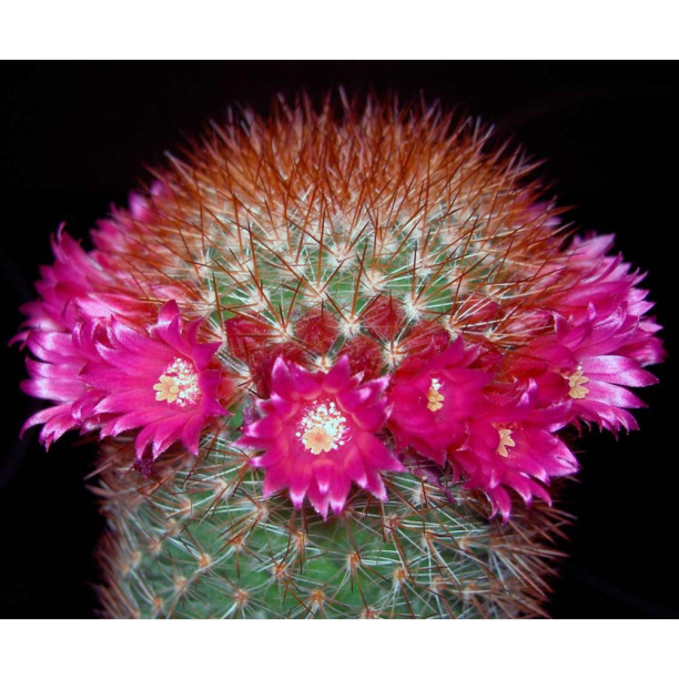 Маммиллярия Зейльмана d5 см от магазина ЛесКонПром.ру