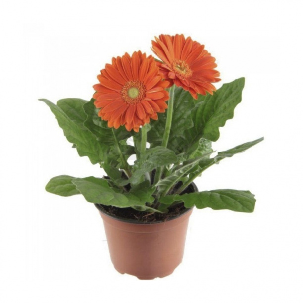 Гербера d15 см от магазина ЛесКонПром.ру