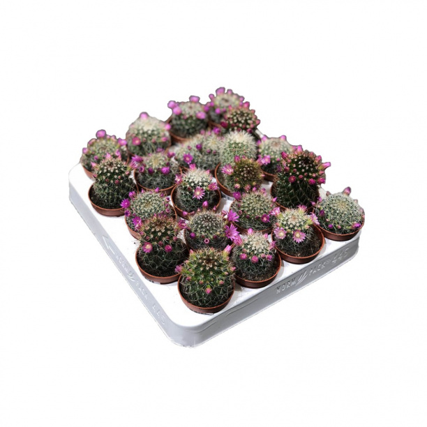 Маммиллярия Зейльмана d5 см от магазина ЛесКонПром.ру