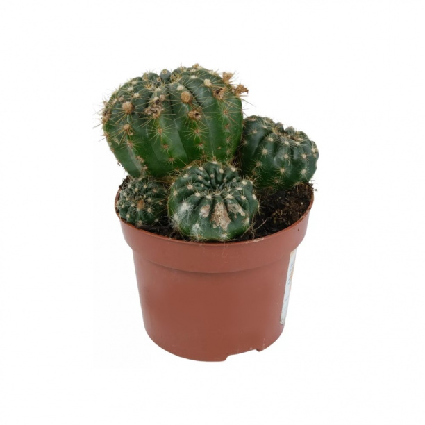 Нотокактус микс d5 см от магазина ЛесКонПром.ру