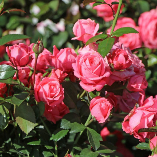 Роза флорибунда С7 от магазина ЛесКонПром.ру