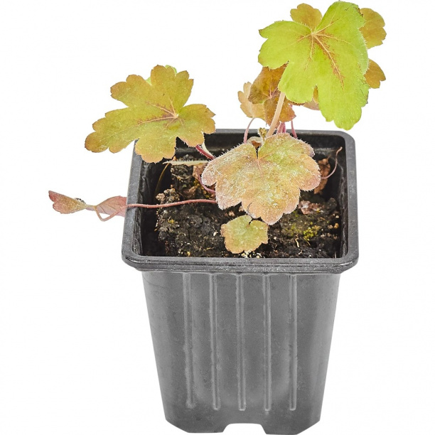 Гейхера гибридная d9 см от магазина ЛесКонПром.ру