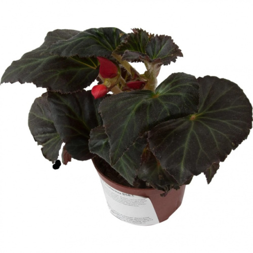 Рассада цветов