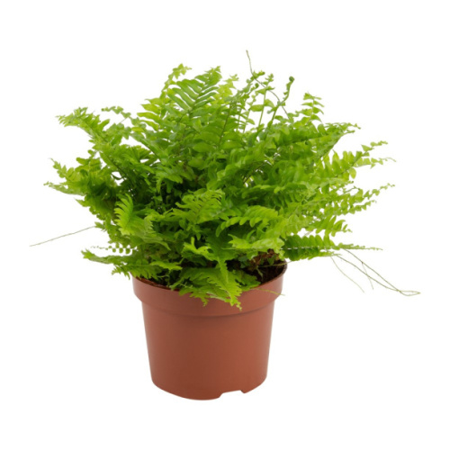 Ампельные растения