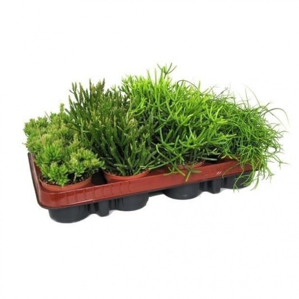 Рипсалис d10,5 см от магазина ЛесКонПром.ру