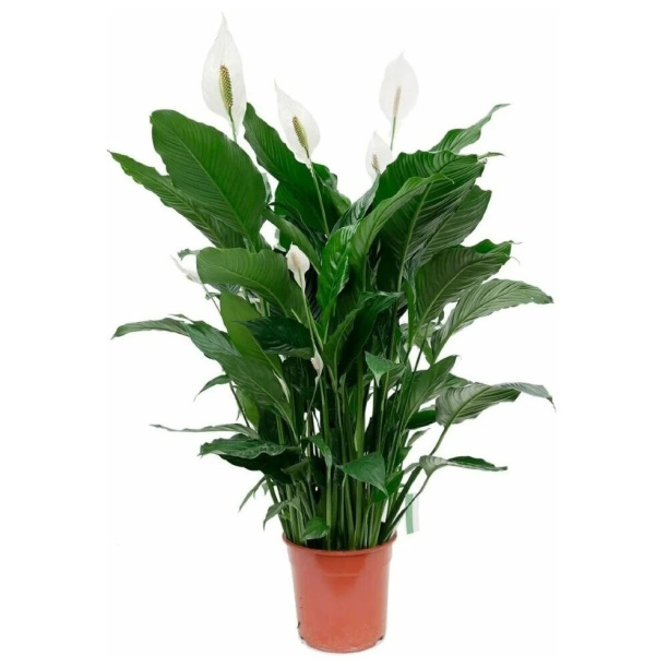 Спатифиллум d24 см h150 см от магазина ЛесКонПром.ру