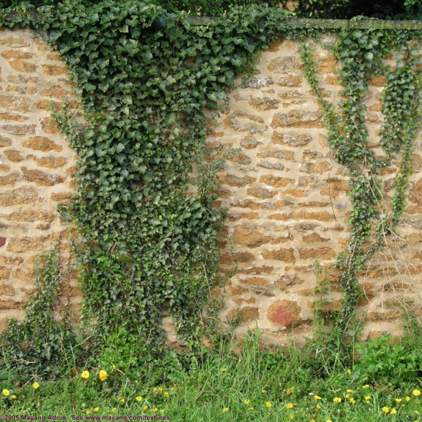 Плющ микс d9 см от магазина ЛесКонПром.ру