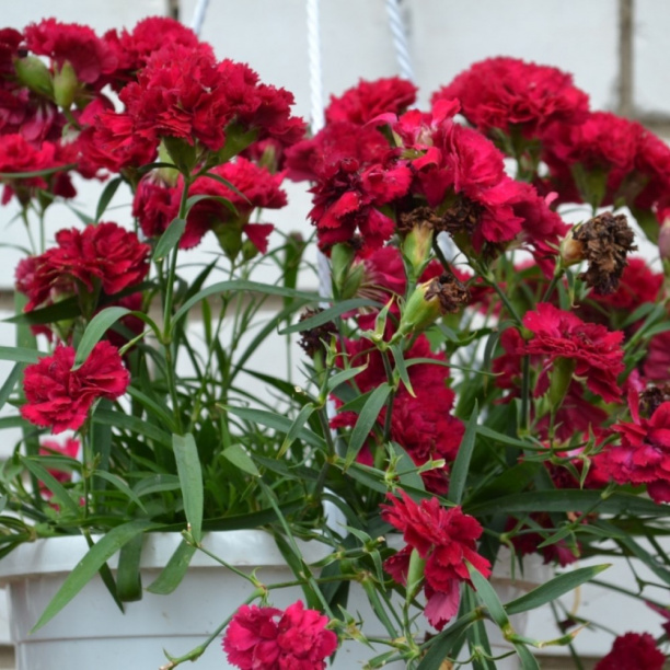 Гвоздика ампельная d11 см от магазина ЛесКонПром.ру