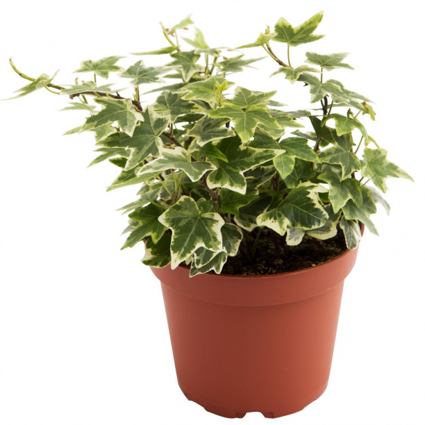 Хедера хеликс микс d9 от магазина ЛесКонПром.ру