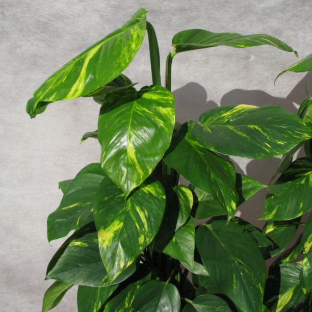 Эпипремнум Пиннатум Моссток d19 см от магазина ЛесКонПром.ру