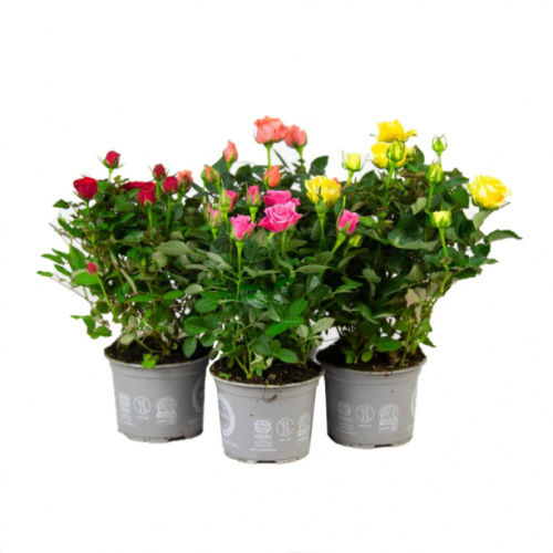 Цветущие комнатные растения