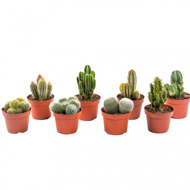 Кактус микс d16 см от магазина ЛесКонПром.ру