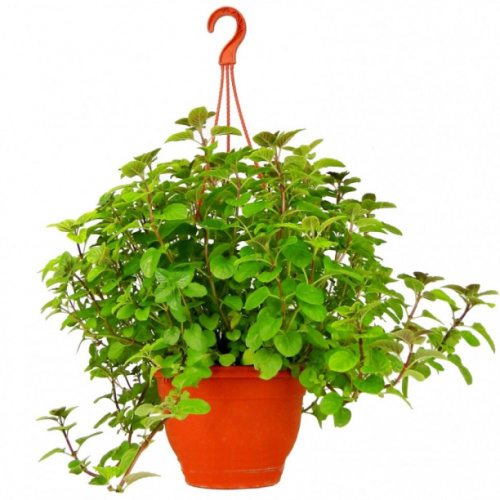 Рассада овощей и трав