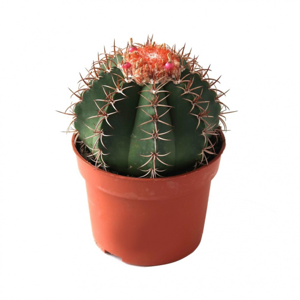 Мелокактус d17 см от магазина ЛесКонПром.ру