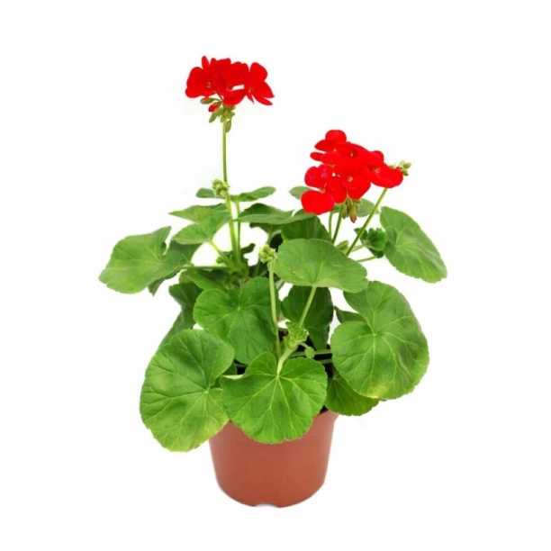 Пеларгония зональная d11 см от магазина ЛесКонПром.ру