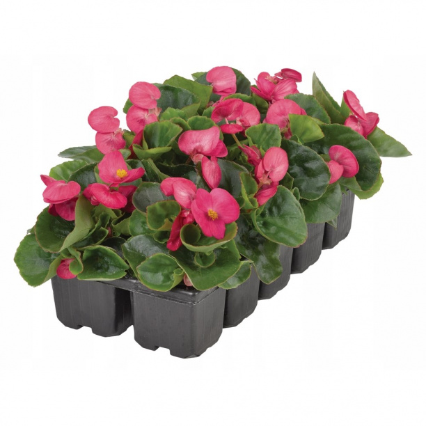 Бегония вечноцветущая от магазина ЛесКонПром.ру