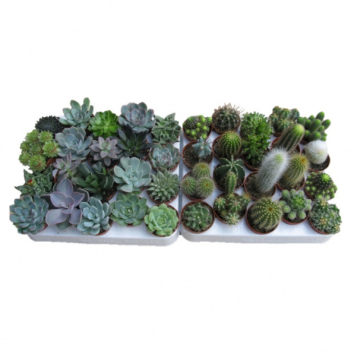 Кактусы и суккуленты