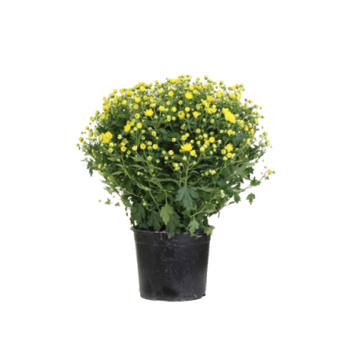 Травянистые многолетники