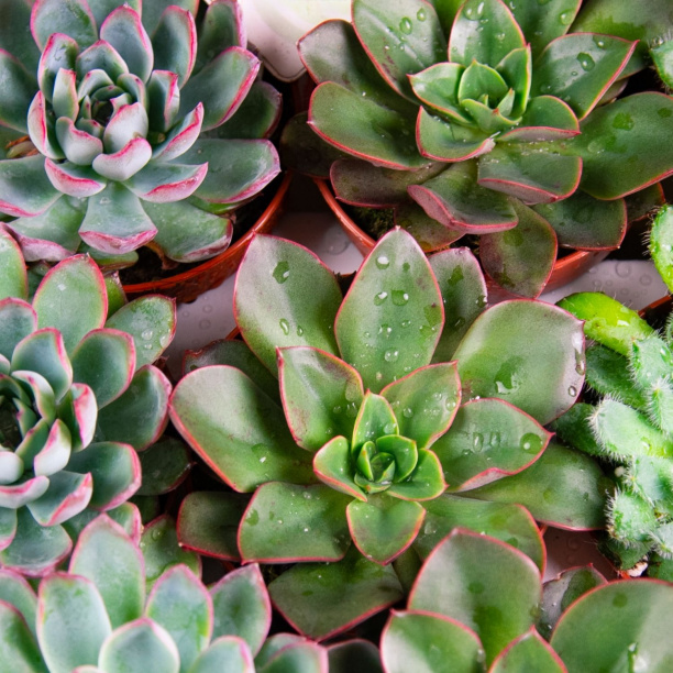 Эхеверия d5 см от магазина ЛесКонПром.ру