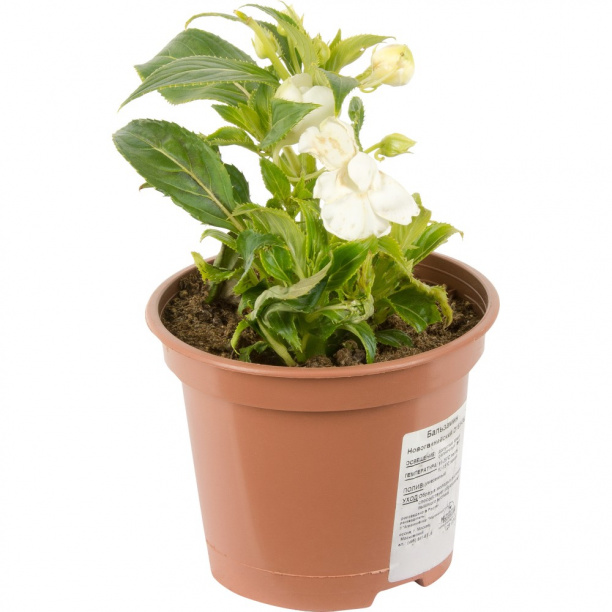 Бальзамин новогвинейский d15 см от магазина ЛесКонПром.ру