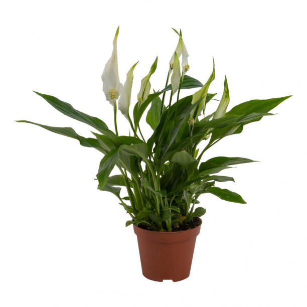 Спатифиллум d9 см h35 см от магазина ЛесКонПром.ру