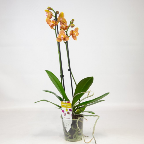 Фаленопсис GROEN ORANJE 2 стрелы от магазина ЛесКонПром.ру