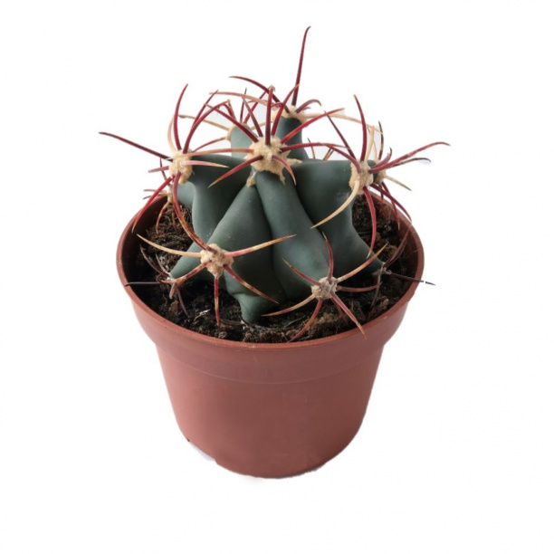 Ферокактус d10 см h15 см от магазина ЛесКонПром.ру