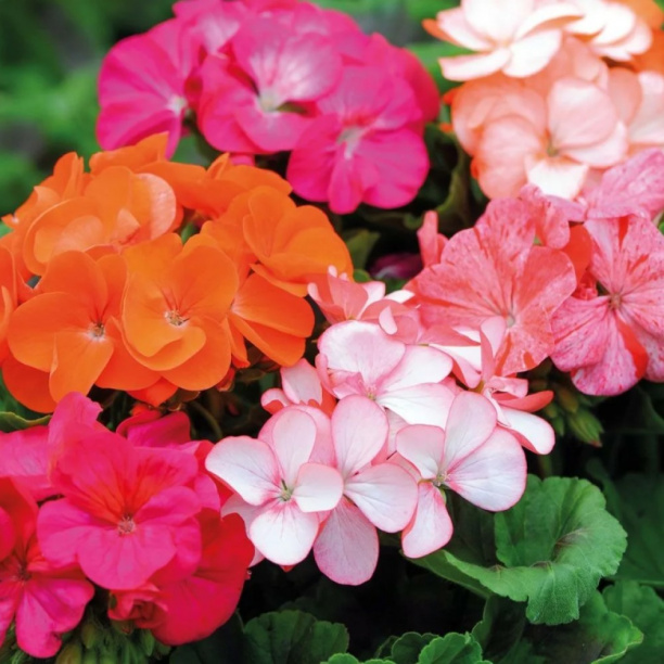 Пеларгония зональная d11 см от магазина ЛесКонПром.ру