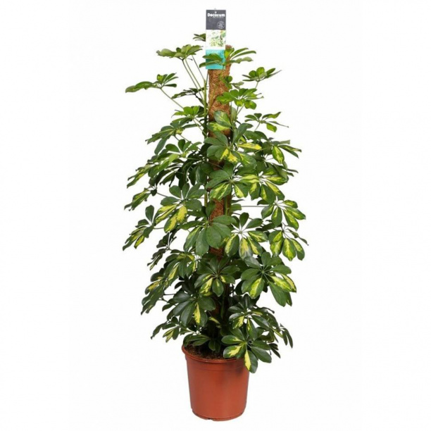 Шеффлера Голд Капелла/Мелани 21х80 см от магазина ЛесКонПром.ру