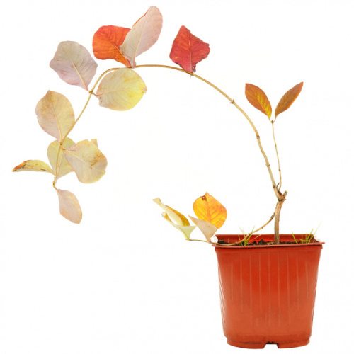 Вьющиеся растения