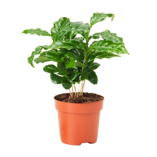 Декоративно - лиственные комнатные растения