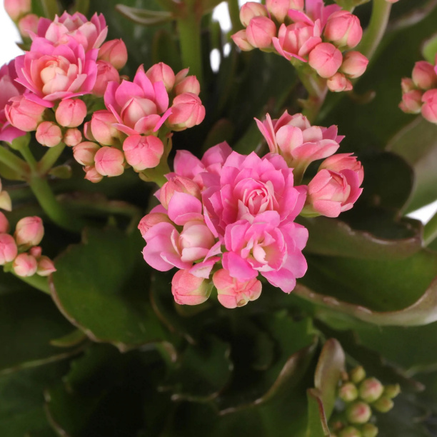 Каланхоэ Росалина микс d7 см от магазина ЛесКонПром.ру