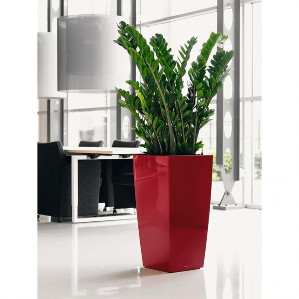 Замиокулькас d21 см h85 см от магазина ЛесКонПром.ру