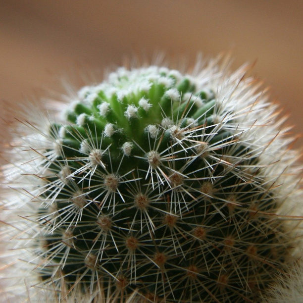 Кактус микс d5,5 см от магазина ЛесКонПром.ру