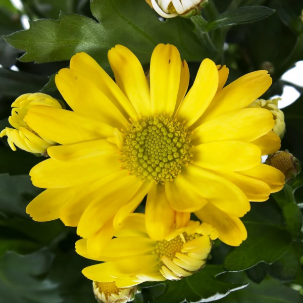 Хризантема Карнавал d12 см 7цветов от магазина ЛесКонПром.ру