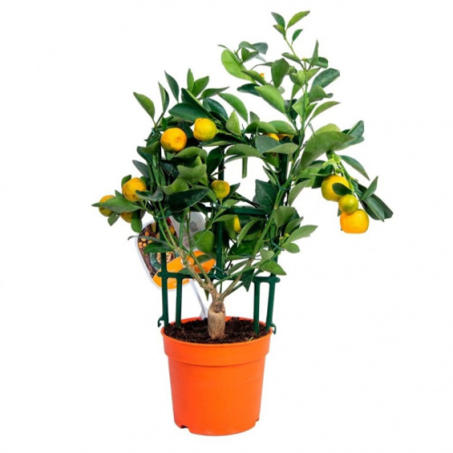 Цитрусовые растения