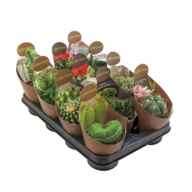 Кактус микс d10,5 см от магазина ЛесКонПром.ру