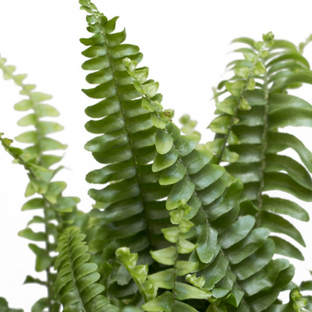 Нефролепис микс d12 см от магазина ЛесКонПром.ру