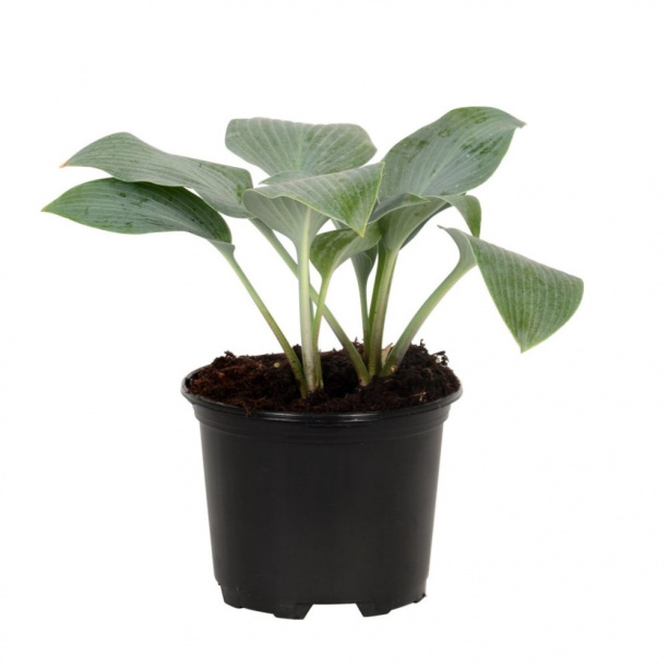 Хоста микс d15 см от магазина ЛесКонПром.ру