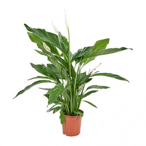 Крупномеры