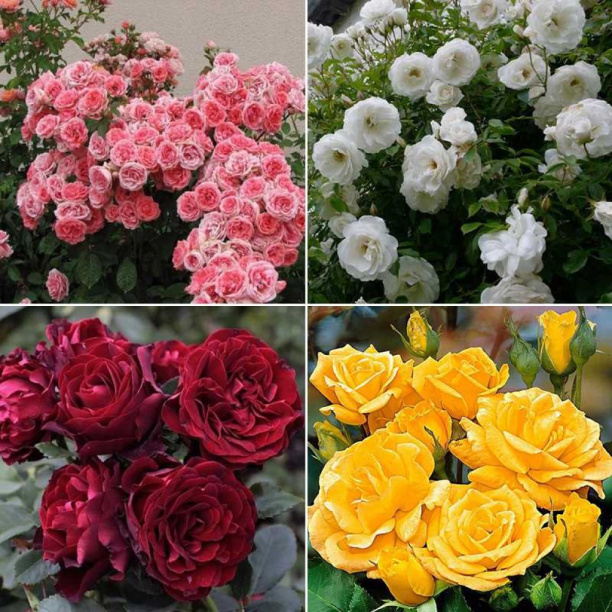 Роза флорибунда С7 от магазина ЛесКонПром.ру